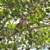 monkey_squirrel_common_la_h_1180_ecu3304.jpg